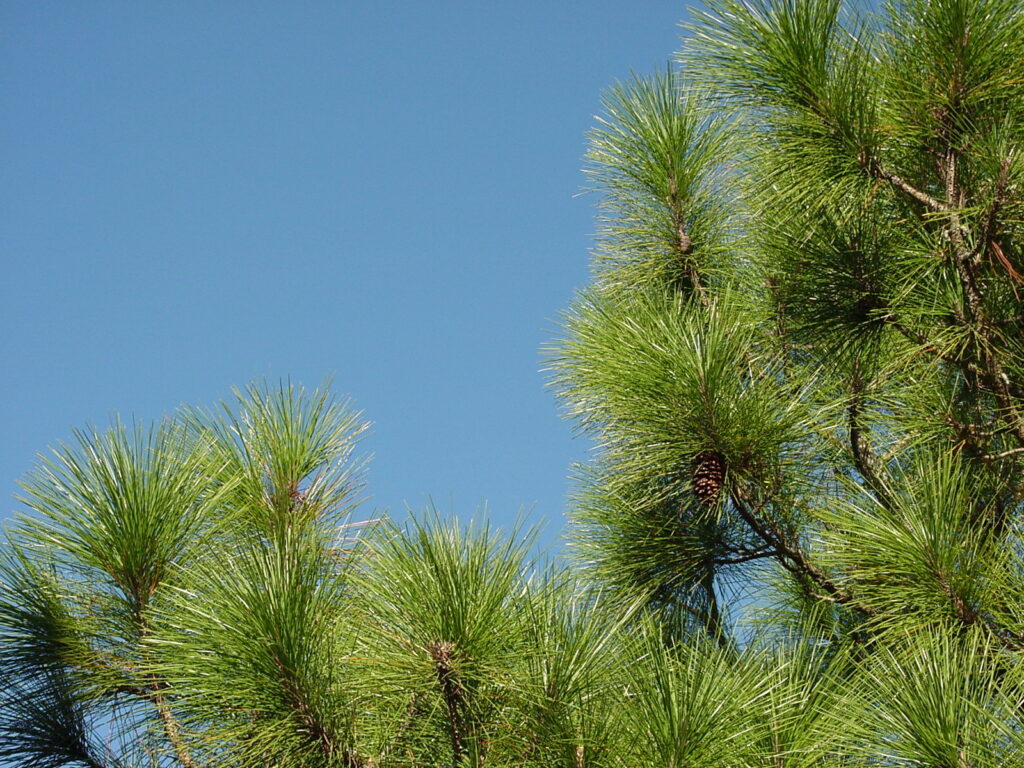 アメリカ産針葉樹が国際針葉樹会議に出展
